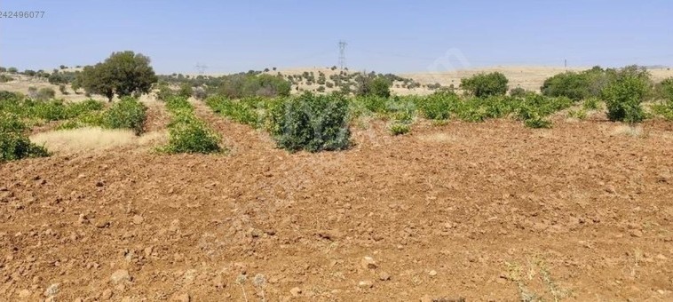 MARDİN MİDYAT SARIKAYA  MAHALLESİ’NDE 2.730 M² TARLA SATILIKTIR - MARDİN MİDYAT fotoğraf 5
